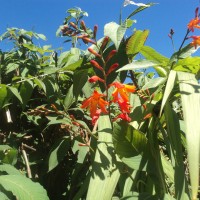 Crocosmia